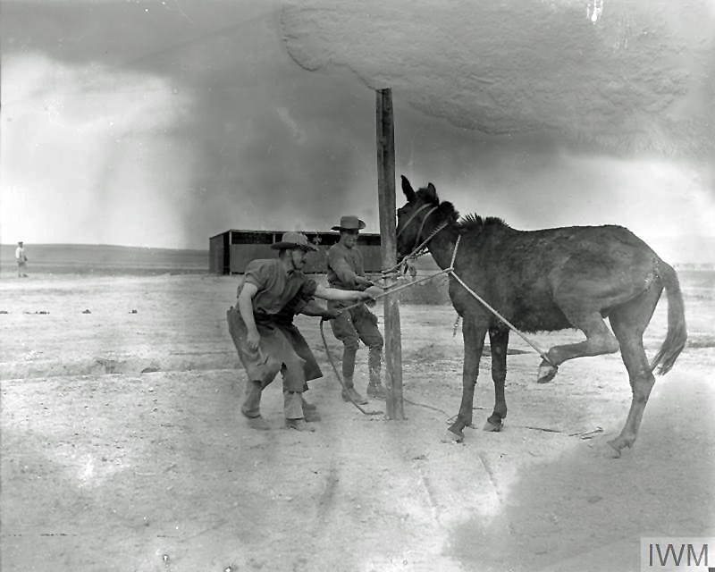 Army Veterinary Corps staff tying an obstinate mule before attempting to shoe the animal at a British Army Veterinary Hospital near Salonika April 1916. ©IWM (Q 31912)