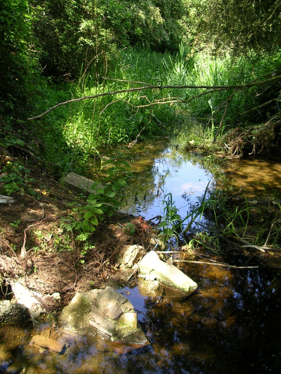 Is this part of the old millstream? (Photograph June 2010).